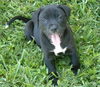 Bay the Spice Puppy
