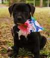 Bay the Spice Puppy