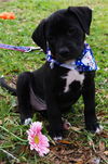 Bay the Spice Puppy