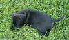Chives the Spice Puppy