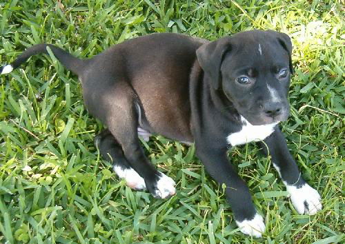 Dill the Spice Puppy