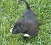 Vanilla Bean the Spice Puppy