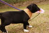 Vanilla Bean the Spice Puppy