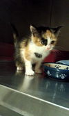 Matilda the Princess Calico Kitten