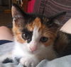 Matilda the Princess Calico Kitten