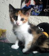 Matilda the Princess Calico Kitten