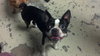 Munchee the Boston Terrier