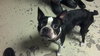 Munchee the Boston Terrier