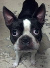 Munchee the Boston Terrier