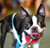Munchee the Boston Terrier