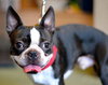 Munchee the Boston Terrier