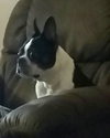 Munchee the Boston Terrier