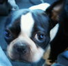 Munchee the Boston Terrier