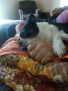 Munchee the Boston Terrier