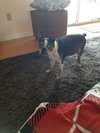 Munchee the Boston Terrier