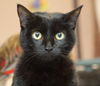 Figgy the Super Sweet Diva