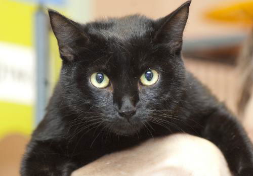 Figgy the Super Sweet Diva
