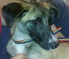 Electra the Bouncy Puppy