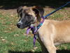 Electra the Bouncy Puppy