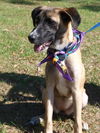 Electra the Bouncy Puppy