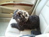 Newton the Shih Tzu