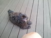 Newton the Shih Tzu