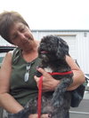 Newton the Shih Tzu