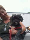 Newton the Shih Tzu