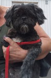 Newton the Shih Tzu