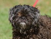 Newton the Shih Tzu