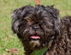 Newton the Shih Tzu