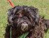 Newton the Shih Tzu