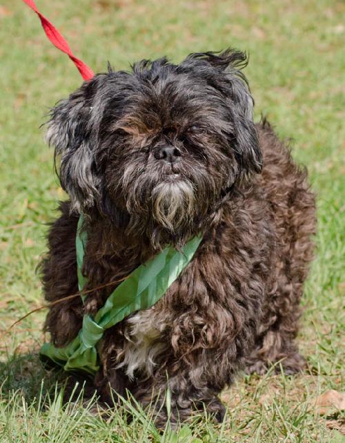 Newton the Shih Tzu