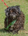 Newton the Shih Tzu