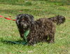 Newton the Shih Tzu