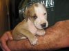 Felix the Hound Mix Puppy