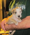 Felix the Hound Mix Puppy