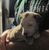 Felix the Hound Mix Puppy