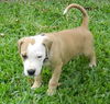 Felix the Hound Mix Puppy