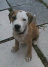 Felix the Hound Mix Puppy