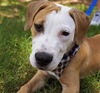 Felix the Hound Mix Puppy