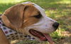 Felix the Hound Mix Puppy