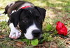 Ernie the Hound Mix Puppy