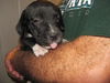 Indo the Hound Mix Puppy