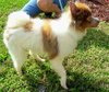Guinness the Pom