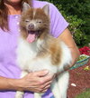 Guinness the Pom