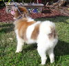 Guinness the Pom