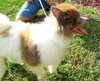 Guinness the Pom
