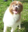 Guinness the Pom