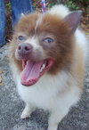 Guinness the Pom